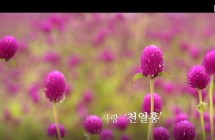양주 나리농원